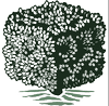 Boxwood Partners, LLC